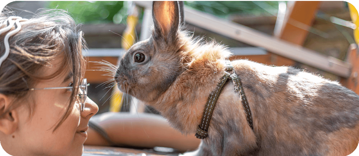 melyik kisállat illik hozzám